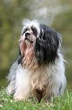LHASSA APSO 246